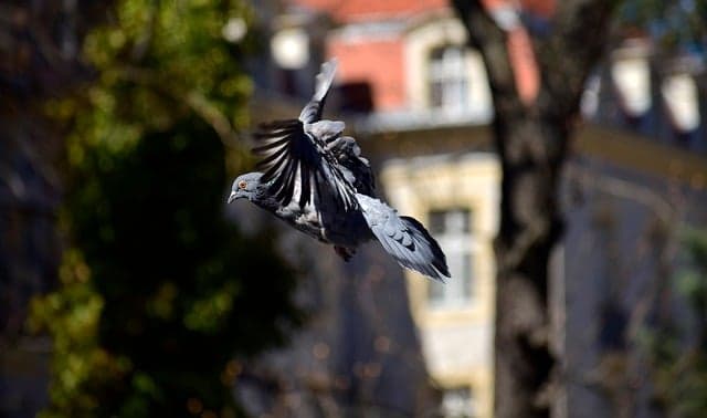 Traitement anti-pigeons : protéger durablement un bâtiment